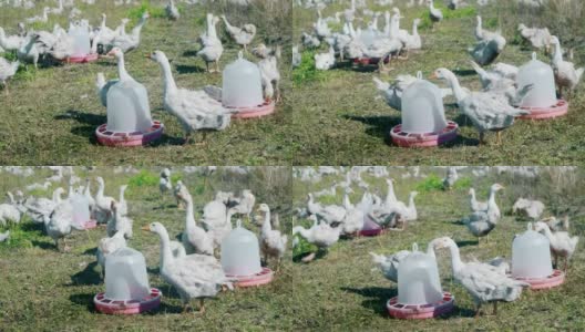一群可爱的小白鹅在阳光明媚的夏日乡村风景中欢快地漫步。红色的饮酒者。高收益的效果。4 k的决议高清在线视频素材下载