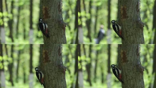 大斑点啄木鸟从树干中提取甲虫的幼虫(大树冠鸟)高清在线视频素材下载