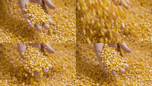 农民手中的玉米。高清在线视频素材下载