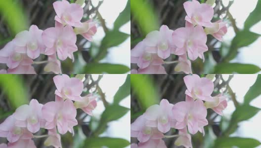 美丽的粉红色兰花花随着风吹着高清在线视频素材下载