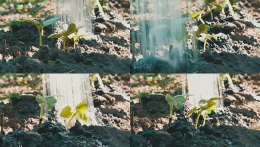 小绿芽黄瓜在地里发芽，这是浇水时从浇水器可以喷雾近距离观看的高清在线视频素材下载