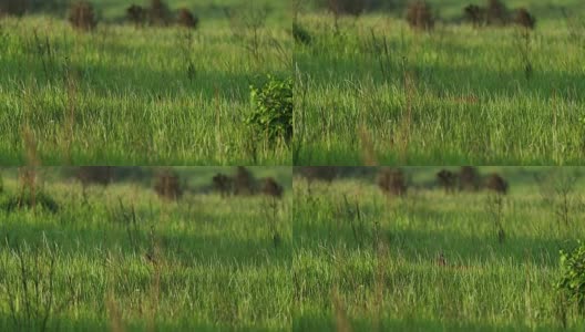 早晨在草地上吠叫的鹿，慢镜头高清在线视频素材下载