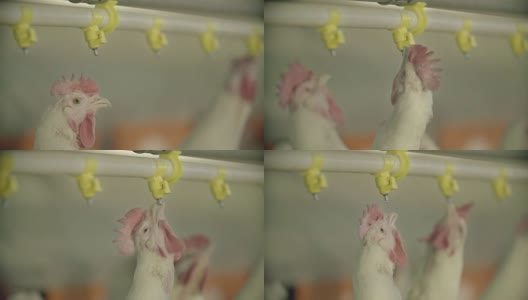 家禽养殖场高清在线视频素材下载