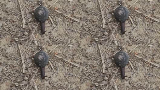 红杉——蜗牛。高清在线视频素材下载