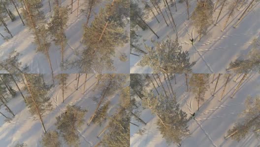 航拍:在拉普兰森林中，穿着雪鞋在厚厚的积雪中徒步旅行高清在线视频素材下载