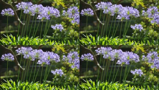 agapanthus africanus的蓝色花高清在线视频素材下载