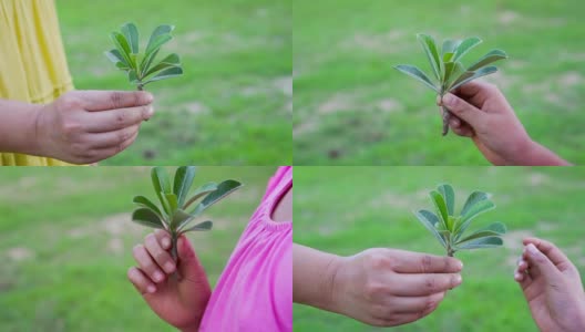 亚洲妇女拿着绿色的小植物给孩子。保护地球的概念和象征。慢动作拍摄，50帧/秒高清在线视频素材下载