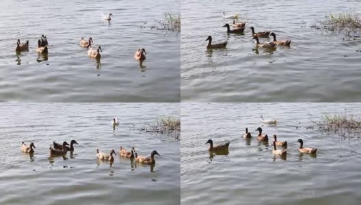 鸭子在公园的池塘里游泳。鸭子在早上游泳觅食。高清在线视频素材下载