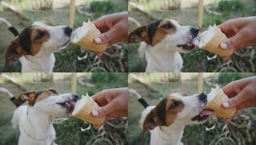 狗吃着，咬着，舔着主人手中的冰淇淋，特写高清在线视频素材下载