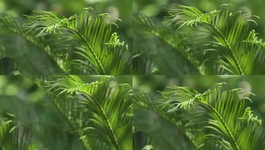 苏铁树叶和自然光下的风的特写高清在线视频素材下载