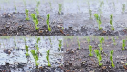 在土壤上给豌豆幼苗浇水。高清在线视频素材下载