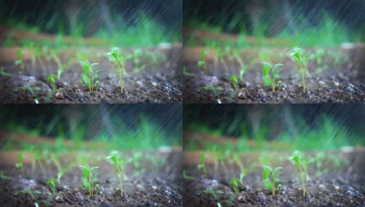 下雨的日子，地上长着绿芽。慢动作镜头高清在线视频素材下载