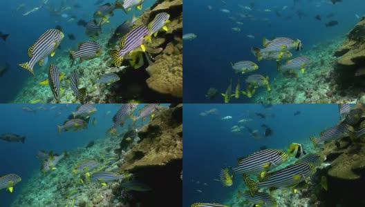 珊瑚礁上的一群热带条纹鱼。高清在线视频素材下载