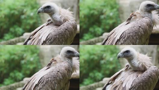 一个格里芬秃鹫的近距离肖像高清在线视频素材下载