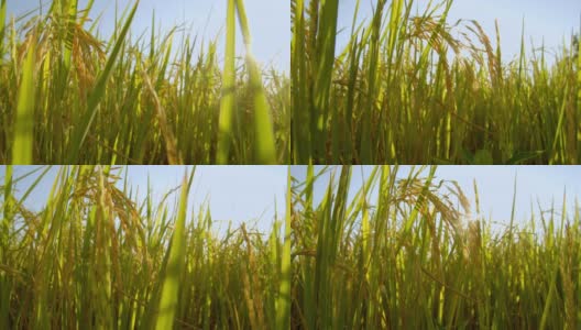 4k亚洲自然稻田傍晚与阳光的镜头高清在线视频素材下载