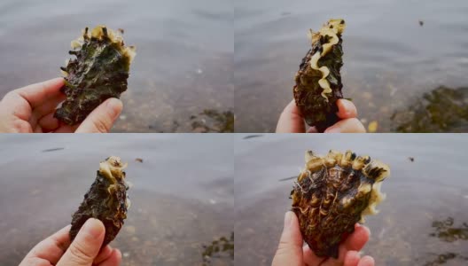 美丽而又大的海边牡蛎在一个人的手中迎着水。高清在线视频素材下载
