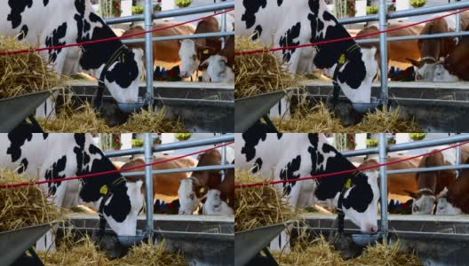 棕色和白色的奶牛和黑色和白色的奶牛在牲口棚里饮水和吃草高清在线视频素材下载