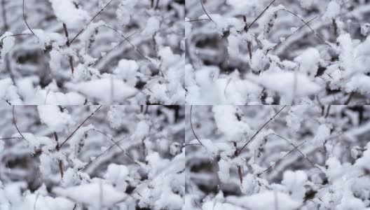 树过雪，枝上积雪高清在线视频素材下载