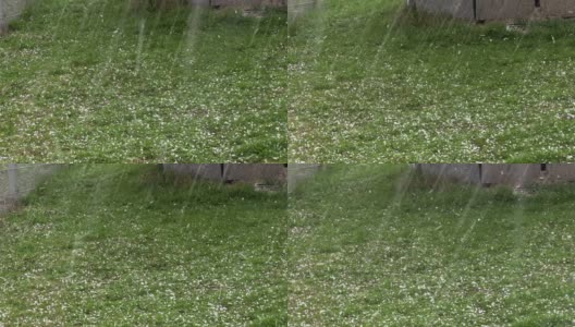 在春天的花园里，冰雹落在草地上高清在线视频素材下载