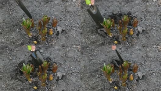 园丁用铲子双手在花园中培植的贝母花周围挖土。高清在线视频素材下载