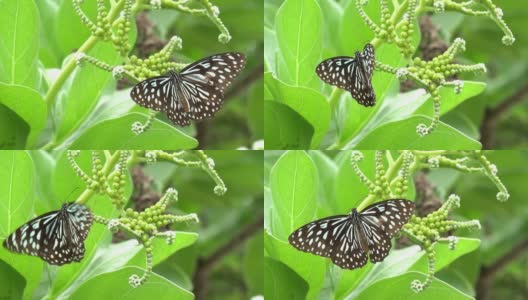 蝴蝶在树上飞翔的慢动作高清在线视频素材下载