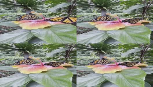 黑脉金斑蝶拍打在木槿花上高清在线视频素材下载