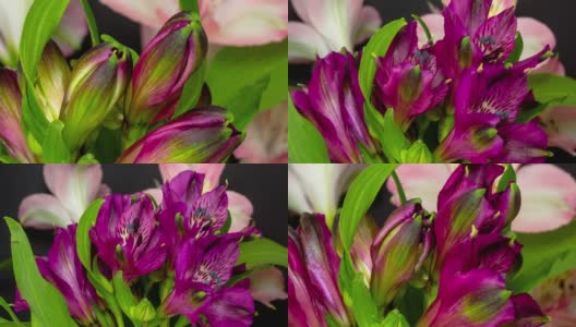 Alstroemeria，通常被称为秘鲁百合或印加百合在黑色背景下盛开的4K延时电影。逐渐缩小的渐长渐长高清在线视频素材下载