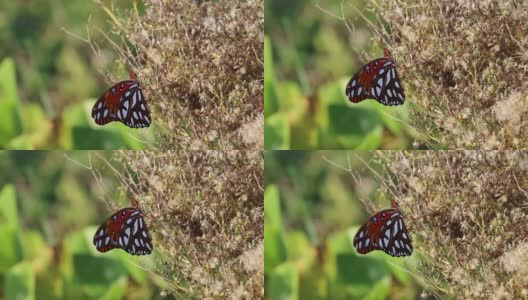 黑脉金斑蝶，躺在一株植物上休息高清在线视频素材下载