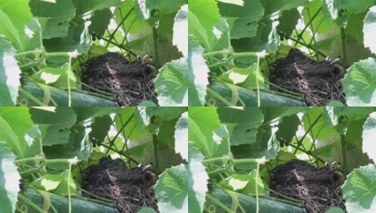 等待食物的黑鸟雏鸟，躲在葡萄藤上的鸟巢里97 - 2高清在线视频素材下载