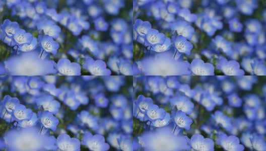 Nemophila。小蓝花。高清在线视频素材下载