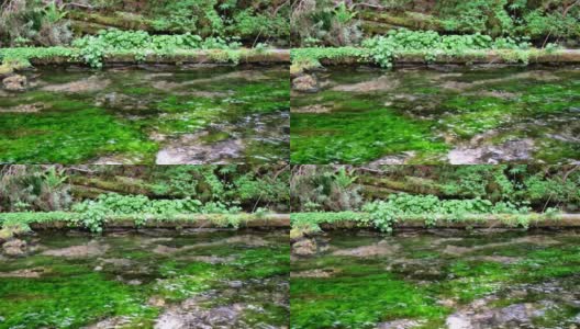 清澈的清水河和白kamo，天然山葵，上高池高清在线视频素材下载