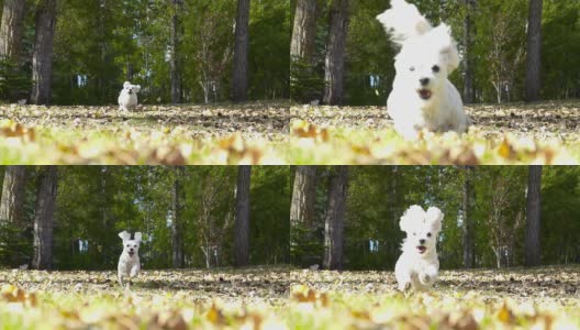小白狗在秋叶间慢镜头奔跑高清在线视频素材下载