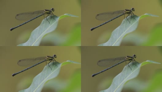 绿色叶子上的小蜻蜓高清在线视频素材下载