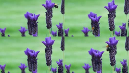 蜜蜂落在一株紫色的薰衣草上高清在线视频素材下载