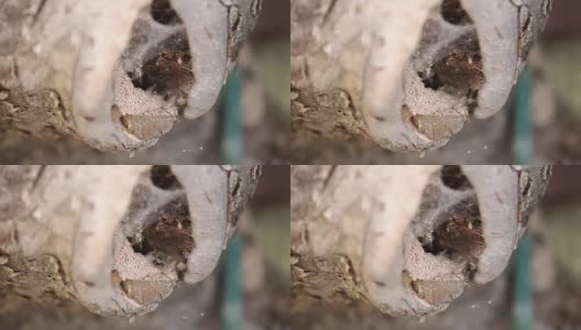 蚂蚁清理树洞高清在线视频素材下载