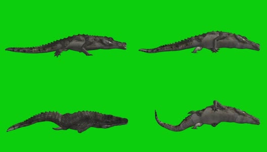鳄鱼攻击绿屏(可循环)高清在线视频素材下载