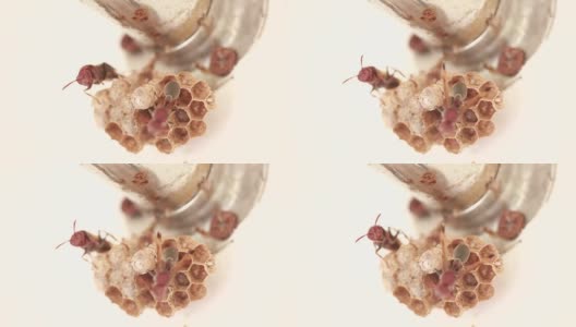 黄蜂蜂巢高清在线视频素材下载