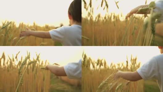 高清慢镜头:一个小男孩在一个成熟的金色麦田里抱着并触摸着庄稼。高清在线视频素材下载