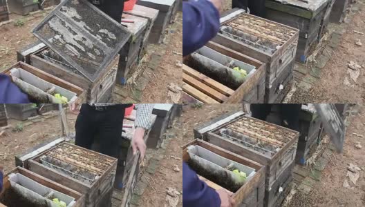 养蜂人从蜂箱里采蜜高清在线视频素材下载