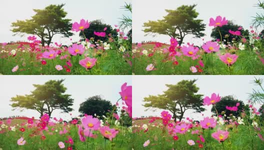 日本日立海滨公园的花和高隔山高清在线视频素材下载