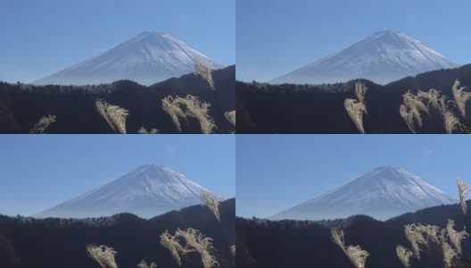 富士山蒲苇草高清在线视频素材下载