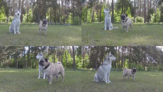 西伯利亚哈士奇和哈巴狗。缓慢的运动。高清在线视频素材下载