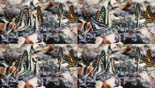 蝴蝶在khao yai国家公园地面4k高清在线视频素材下载