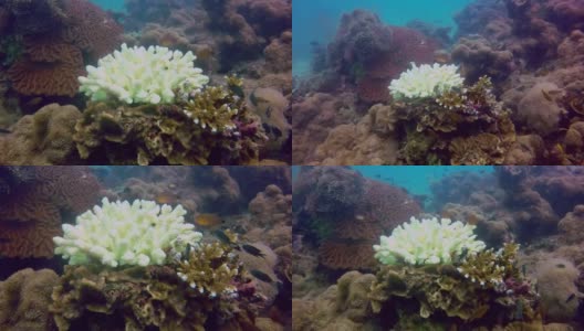 水下指珊瑚(柱头珊瑚雌蕊)遭受珊瑚白化高清在线视频素材下载