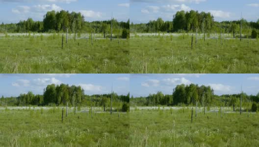 盛开的白色花朵在春天沼泽的森林背景高清在线视频素材下载