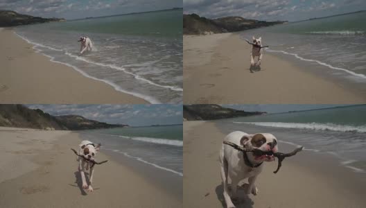 可爱的白色拳击犬嘴里叼着一根棍子，从水中跑向镜头。在海滩上玩得开心。慢动作高清在线视频素材下载
