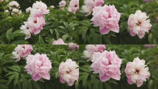 选择以粉红色牡丹为主的花卉植物园高清在线视频素材下载