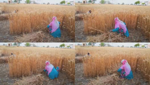 一对妇女用镰刀收割小麦高清在线视频素材下载