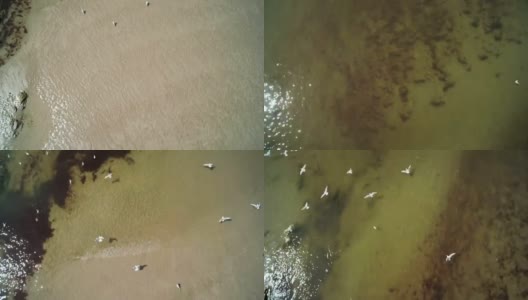 无人机拍摄的阳光明媚的日子里鸟儿飞过海面的画面高清在线视频素材下载