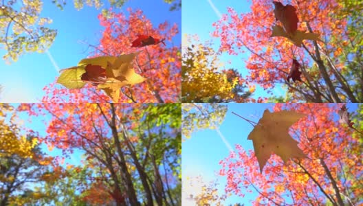 慢镜头近距离观察树林里秋天的树上，红色和黄色的叶子飘落下来高清在线视频素材下载